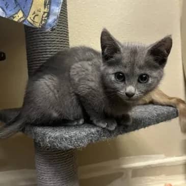 Jigsaw - Domestic Short Hair cat available for adoption at Bandaged Paws Animal Rescue Association in Grande Prairie
