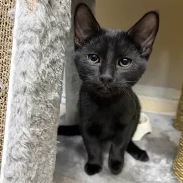 Jimothy - Domestic Short Hair available for adoption