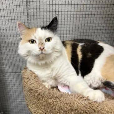 Jingle - Domestic Long Hair available for adoption
