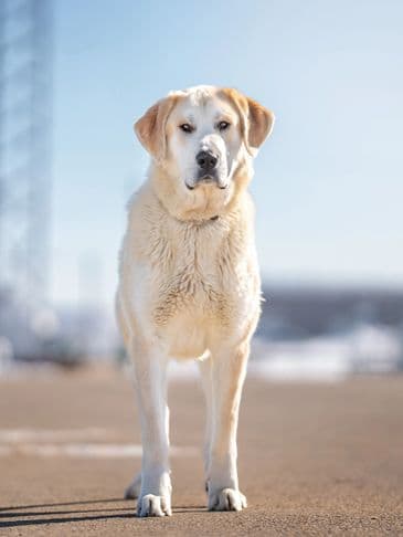 Jonesy - Kangal Cross available for adoption at Bandaged Paws Animal Rescue Association in Calgary