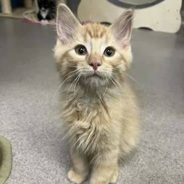 Jonesy - Domestic Medium Hair cat available for adoption at Bandaged Paws Animal Rescue Association in Calgary