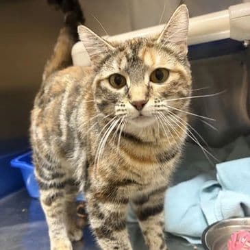 Kabuki - Domestic Short Hair cat available for adoption at Bandaged Paws Animal Rescue Association in Calgary