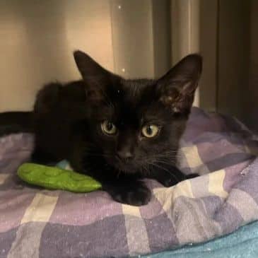 Kewpie - Domestic Short Hair available for adoption