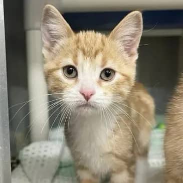 Kia Soul - Domestic Short Hair cat available for adoption at Bandaged Paws Animal Rescue Association in Grande Prairie