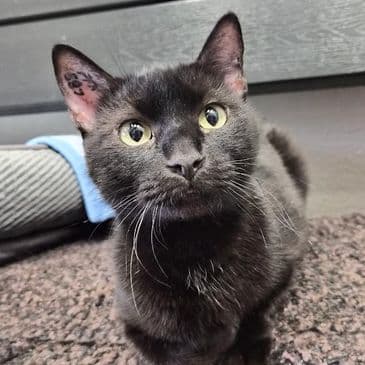 Kiriko - Domestic Short Hair cat available for adoption in Calgary