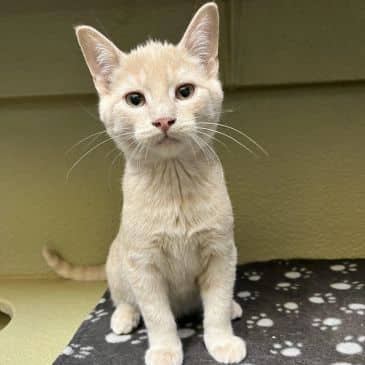 Koffing - Domestic Short Hair cat available for adoption at Bandaged Paws Animal Rescue Association in Calgary