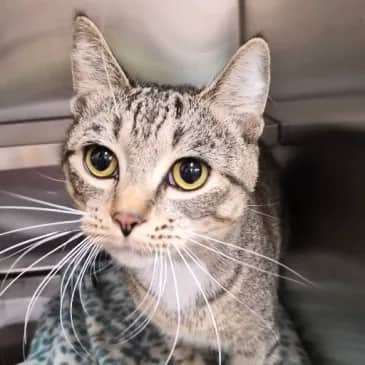 Krueger - Domestic Short Hair cat available for adoption at Bandaged Paws Animal Rescue Association in Grande Prairie