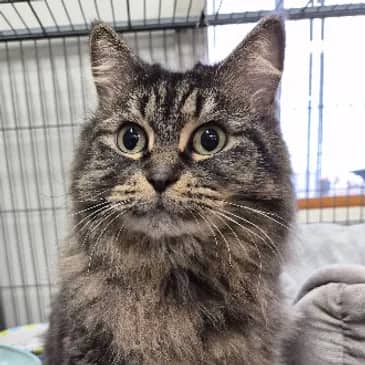 Laura Palmer - Domestic Long Hair cat available for adoption at Bandaged Paws Animal Rescue Association in Grande Prairie