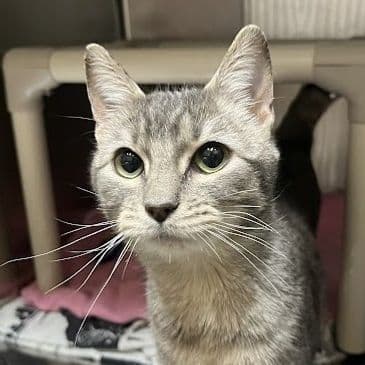 Lee Moldaver - Domestic Short Hair cat available for adoption at Bandaged Paws Animal Rescue Association in Calgary