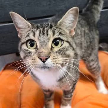 Log Lady - Domestic Short Hair cat available for adoption at Bandaged Paws Animal Rescue Association in Grande Prairie