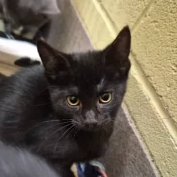 Lonyx - Domestic Short Hair cat available for adoption at Bandaged Paws Animal Rescue Association in Grande Prairie