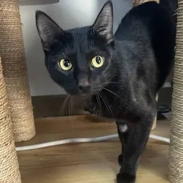 Lottie - Domestic Short Hair cat available for adoption at Bandaged Paws Animal Rescue Association in Grande Prairie