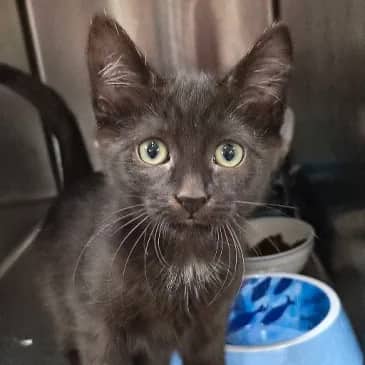 Mabel Pines - Domestic Short Hair cat available for adoption at Bandaged Paws Animal Rescue Association in Grande Prairie