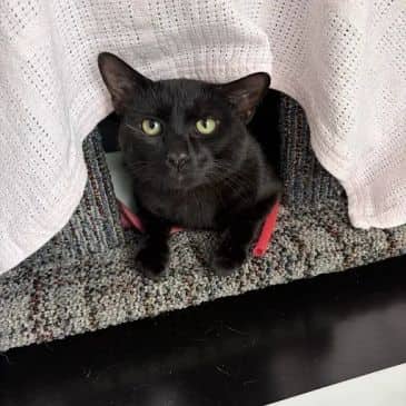Macho Man - Domestic Short Hair cat available for adoption at Bandaged Paws Animal Rescue Association in Grande Prairie