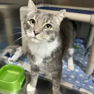 Mack Daddy - Domestic Short Hair available for adoption