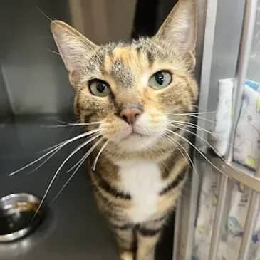 Maeve - Domestic Short Hair cat available for adoption at Bandaged Paws Animal Rescue Association in Grande Prairie