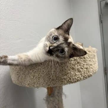 Mavi - Domestic Short Hair cat available for adoption at Bandaged Paws Animal Rescue Association in Grande Prairie