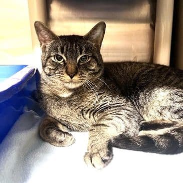Maximus - Domestic Short Hair cat available for adoption at Bandaged Paws Animal Rescue Association in Calgary