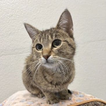 Mei - Domestic Short Hair cat available for adoption in Calgary