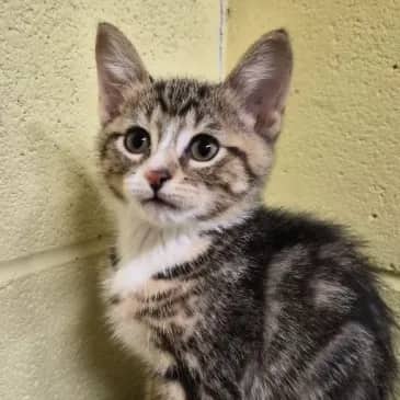 Miata - Domestic Short Hair cat available for adoption in Alberta