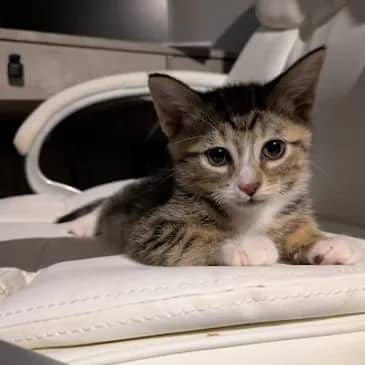 Miata - Domestic Short Hair cat available for adoption at Bandaged Paws Animal Rescue Association in Grande Prairie