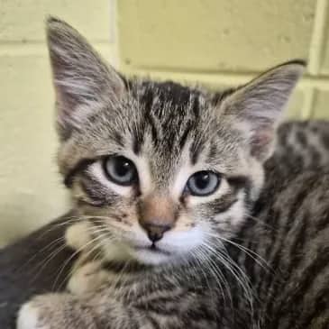 Microraptor - Domestic Short Hair available for adoption