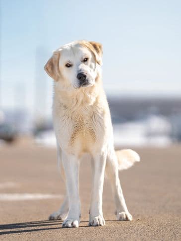 Midas - Kangal Cross available for adoption at Bandaged Paws Animal Rescue Association in Calgary