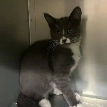 Miracle Whip - Domestic Short Hair available for adoption