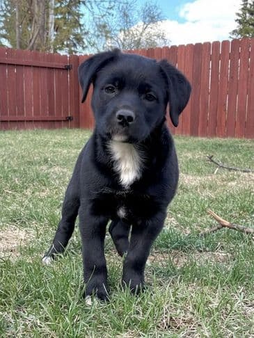 Miranda - Northern Mixed Breed available for adoption at Bandaged Paws Animal Rescue Association in Calgary