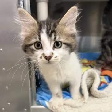Mischief - Domestic Medium Hair cat available for adoption at Bandaged Paws Animal Rescue Association in Grande Prairie