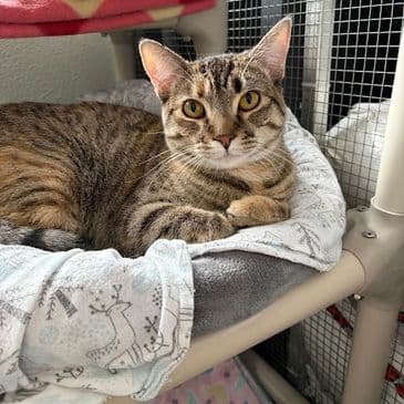 Mochi - Domestic Short Hair cat available for adoption at Bandaged Paws Animal Rescue Association in Calgary
