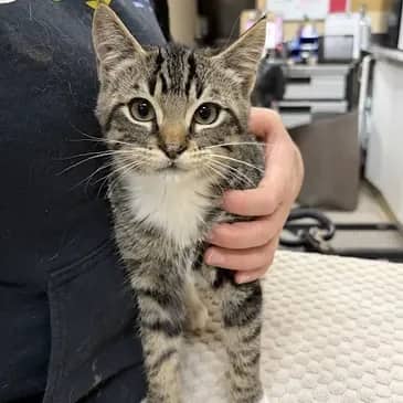 Monster Energy - Domestic Short Hair cat available for adoption at Bandaged Paws Animal Rescue Association in Grande Prairie
