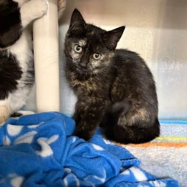 Moon Mist - Domestic Short Hair cat available for adoption at Bandaged Paws Animal Rescue Association in Calgary