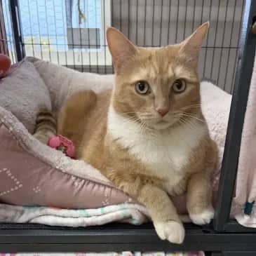 Mouse - Domestic Short Hair cat available for adoption at Bandaged Paws Animal Rescue Association in Grande Prairie