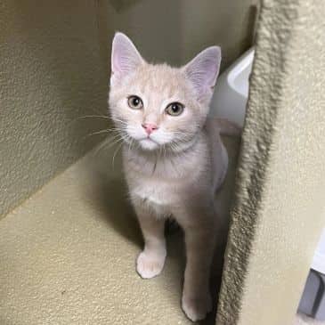 Muk - Domestic Short Hair cat available for adoption at Bandaged Paws Animal Rescue Association in Calgary