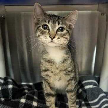 Nadya - Domestic Short Hair available for adoption