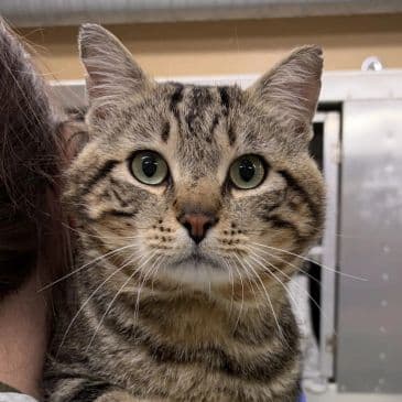 Nandor - Domestic Short Hair available for adoption