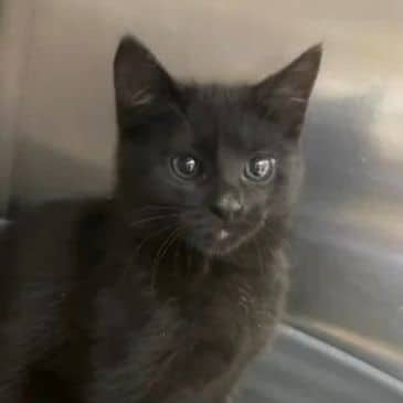 Night Time - Domestic Short Hair available for adoption
