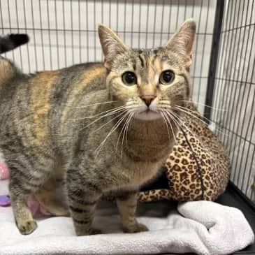 Nori - Domestic Short Hair cat available for adoption at Bandaged Paws Animal Rescue Association in Grande Prairie