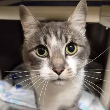 Nu Metal - Domestic Short Hair cat available for adoption at Bandaged Paws Animal Rescue Association in Grande Prairie