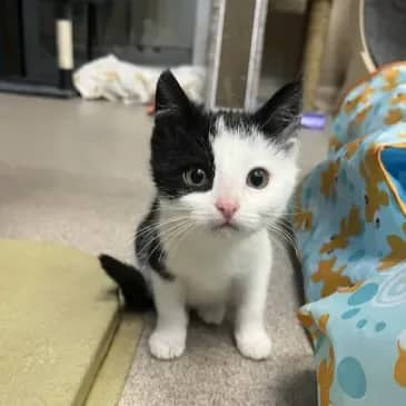Ocean Spray - Domestic Short Hair available for adoption