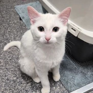 Olive - Domestic Short Hair cat available for adoption in Calgary