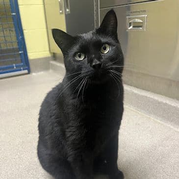 Onyx - Domestic Short Hair cat available for adoption at Bandaged Paws Animal Rescue Association in Calgary