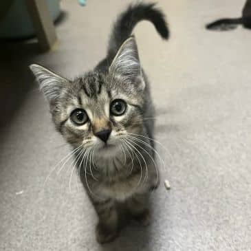 Oolong - Domestic Short Hair available for adoption