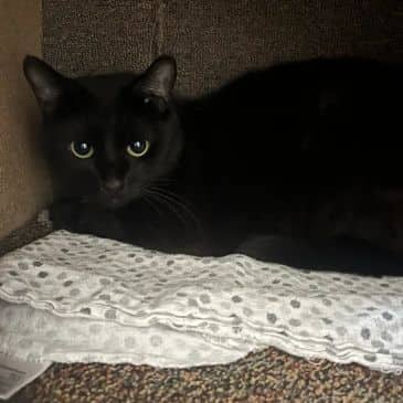 Ophelia Nigmos - Domestic Short Hair cat available for adoption at Bandaged Paws Animal Rescue Association in Grande Prairie