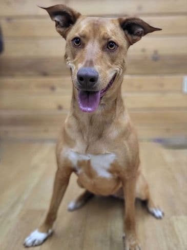 Oska - Northern Mixed Breed available for adoption at Bandaged Paws Animal Rescue Association in Calgary