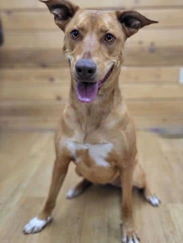 Oska - Northern Mixed Breed Weight: 29.7 kg/65.3 lbs available for adoption in Alberta