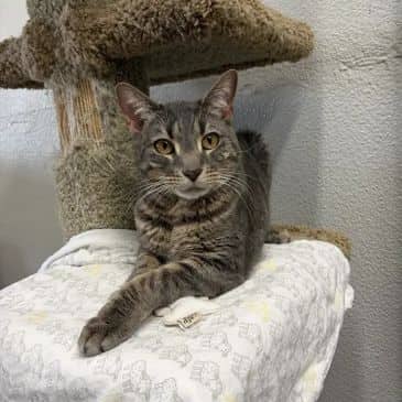 Panache - Domestic Short Hair cat available for adoption at Bandaged Paws Animal Rescue Association in Calgary