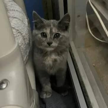 Pennywise - Domestic Short Hair available for adoption