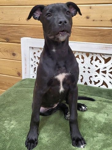 Pepper - Bully Breed Mix available for adoption at Bandaged Paws Animal Rescue Association in Calgary